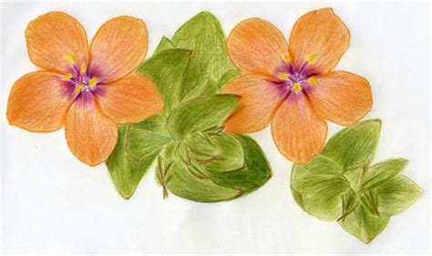 Scarlet Pimpernel Flower Drawing | Best Flower Site