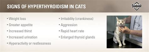 What Is Hyperthyroidism in Cats and Should I Worry? | Diamond Pet Foods