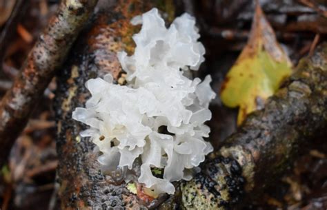 Everything You Need to Know About Tremella Mushrooms - GroCycle (2022)