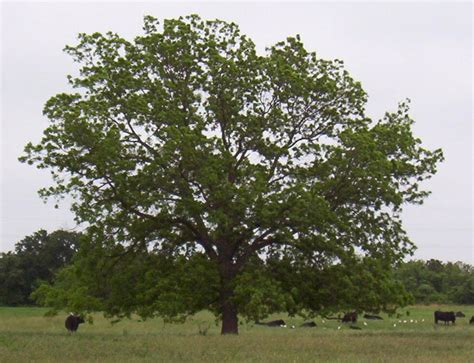 Pecan Tree Photos, Pecan Tree Pictures, Images of Pecan Trees