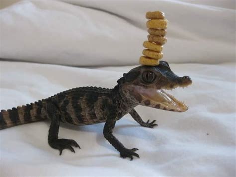 Baby alligator with cheerios on its head : r/aww