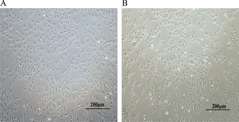 Primary culture of granulosa cells and cumulus cells (10×... | Download Scientific Diagram