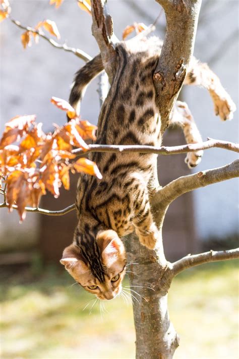 Bengal Kitten upside down Free Photo Download | FreeImages