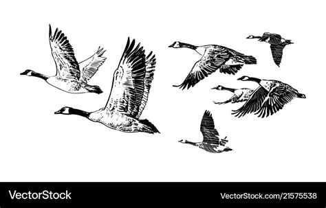 Flock flying wild geese hand drawn sketch Vector Image