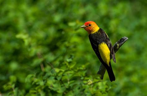 Western Tanager - Pentax User Photo Gallery