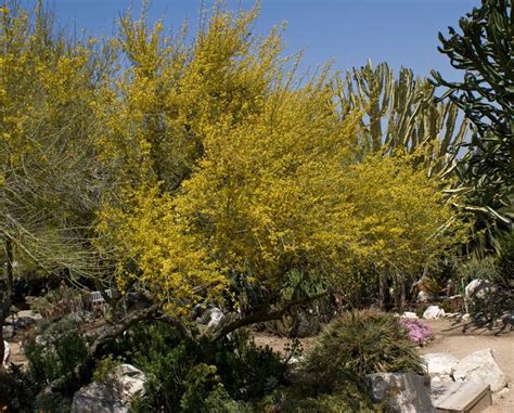 Desert Plants | Previous Photo | Desert plants, Rolling hills estates, Desert garden