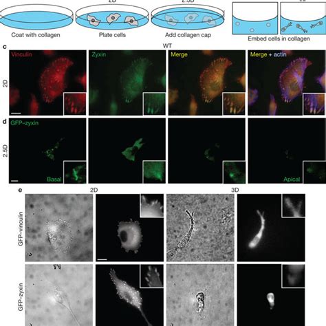 (PDF) A distinctive role for focal adhesion proteins in three ...