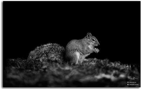 Grey squirrel — Lee Ramsden