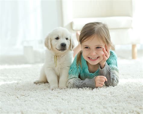 Small Pets For Kids Young Children Should Be Supervised When Handling A Guinea Pig As They Tend ...