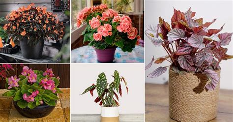 40 Outstanding Begonia Types & Varieties To Grow In Shade & Indoors