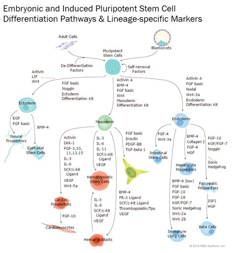 Embryonic and Induced Pluripotent Stem Cells Markers: R&D Systems