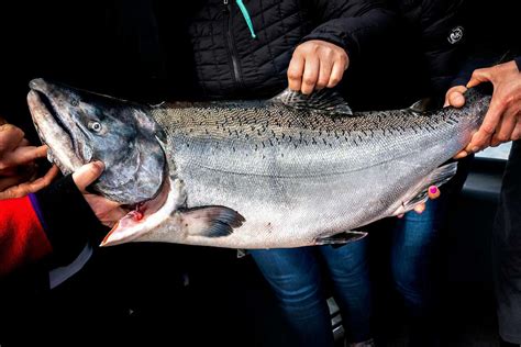 California salmon season nears, with hopes of a longer season and lower ...