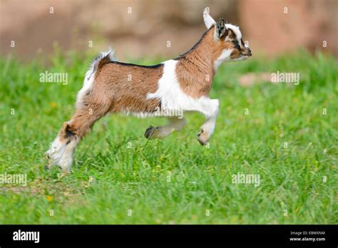 Baby Pygmy Goats Jumping