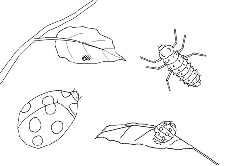 Printable Ladybug Life Cycle Worksheet