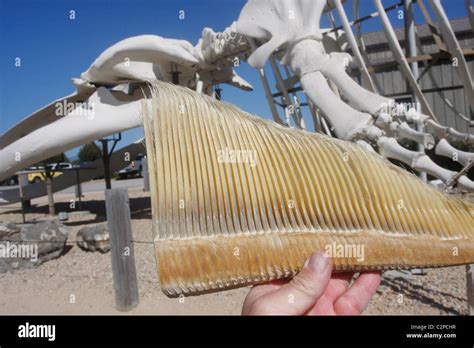 Baleen blue whales skeleton hi-res stock photography and images - Alamy