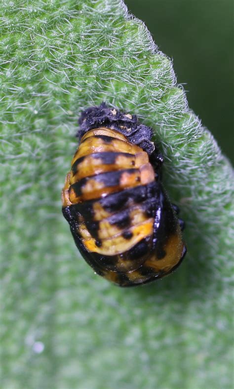 Asian Lady Beetles Habitat – Telegraph