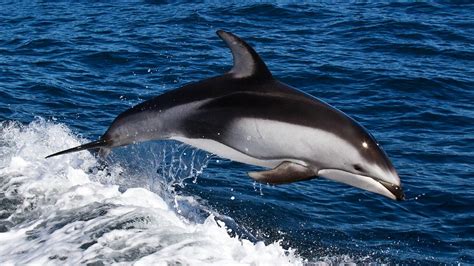 HD Dolphins Wallpapers and Photos | HD Animals Wallpapers