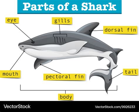 Diagram showing parts of shark Royalty Free Vector Image