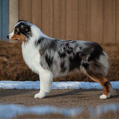 Blue Eyed White Australian Shepherd