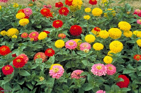 Growing Zinnia Flowers | HGTV