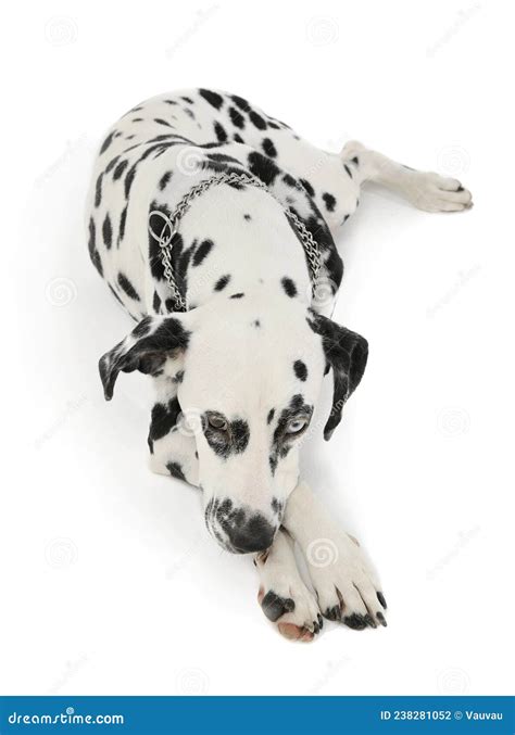 Studio Shot of an Adorable Dalmatian Dog with Different Colored Eyes Lying and Looking Sad Stock ...