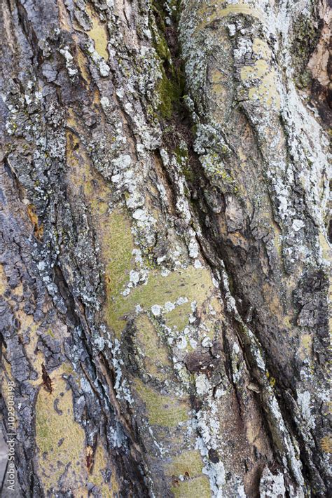 Structure of a bark acacia tree (Acacia tortilis), Lake Nakuru National Park, Kenya, East Africa ...