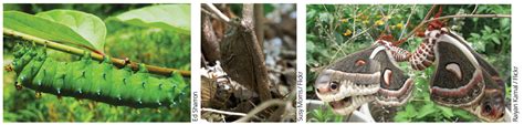 Species Spotlight - Cecropia Moth (U.S. National Park Service)