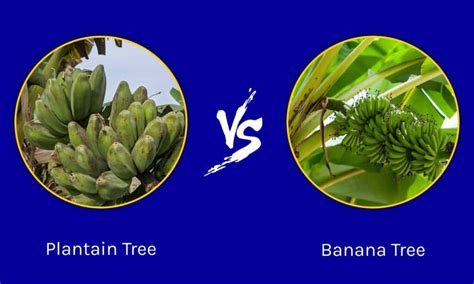 Plantain Tree vs Banana Tree: 5 Key Differences - A-Z Animals