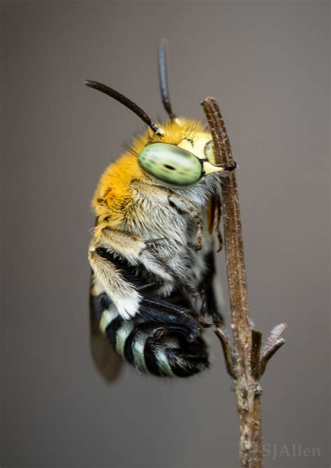 Blue-Banded Bee – SJ Allen Photography