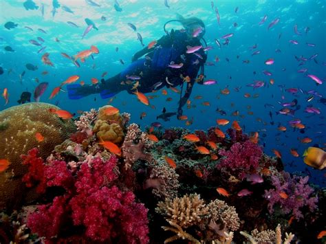 Scuba diving in Fiji. Where to dive and how much it costs