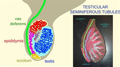 TESTICULAR SEMINIFEROUS TUBULES - YouTube