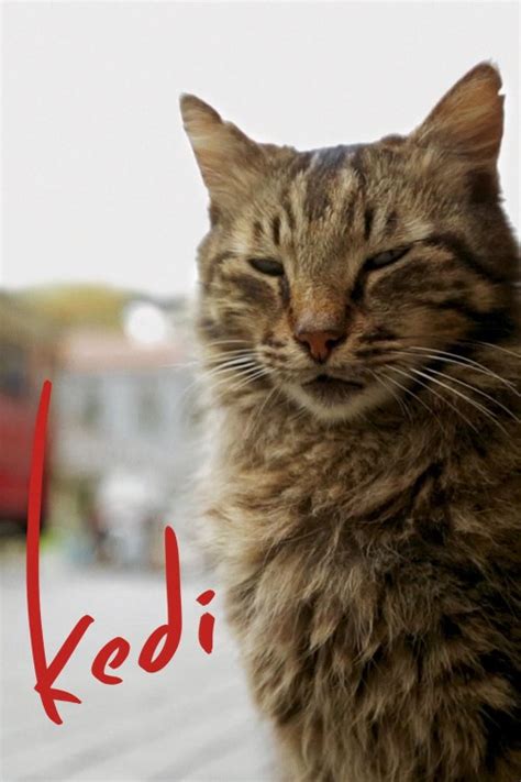 Kedi Movie Trailer - Suggesting Movie