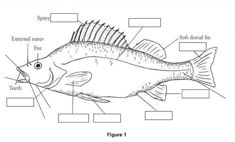 External anatomy of perch Diagram | Quizlet