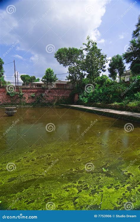 Green algae covered pond stock photo. Image of water, vegetation - 7753906