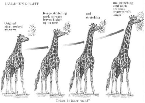 scienceyoucanlove: Lamarckism (or Lamarckian inheritance) is… – Roberts Lab