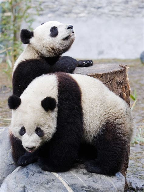 China uses panda bears as a tool to pursue political agenda | The Daily ...