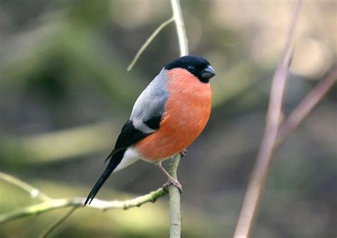 Britain's Most Colourful Birds - Owlcation