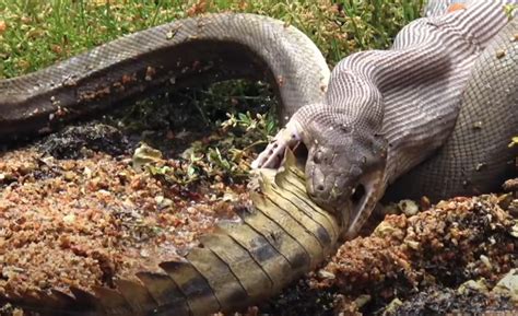 Terrified python rushed into the water, grabbed the crocodile and swallowed it in a split second ...