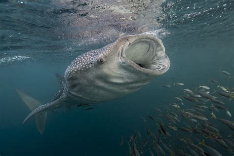 Requin-baleine • Rhincodon typus • Fiche poissons