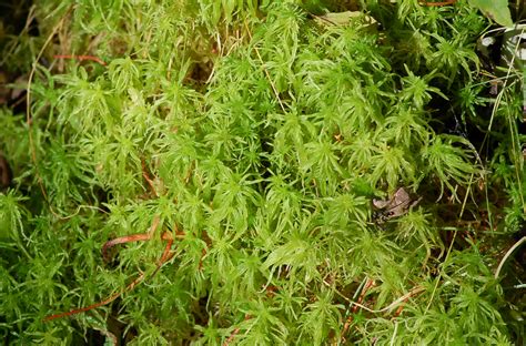 Moss Plants an Alternative for Lawns in Shade