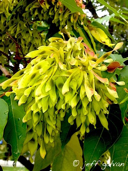 Tree of Heaven Seed Pods | Boulder Tree Care - Pruning & Tree Removal Services