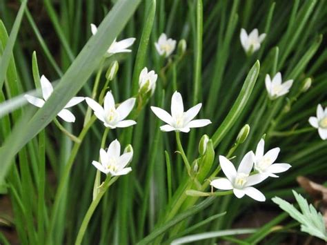 Star of Bethlehem Flower Meaning and Symbolism | Florgeous