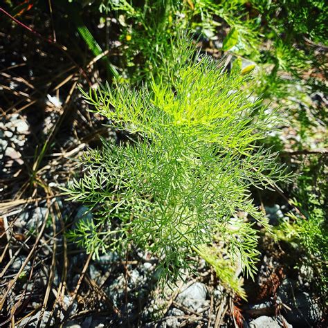 Is Dog Fennel Edible: Is It Poisonous? [Learn Surprising Truth]