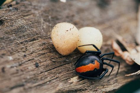 Redback Spider Facts (Latrodectus hasseltii)