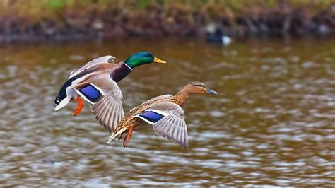 Mallard And Wood Duck Wallpapers - Wallpaper Cave