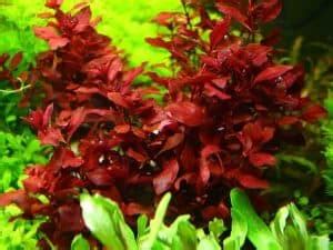 Ludwigia Repens Care Guide – Planting, Growing, and Propagation - Shrimp and Snail Breeder