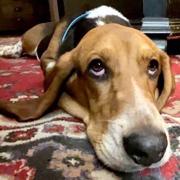 Dog for Adoption - FRED, a Basset Hound in Townsend, DE | Alpha Paw