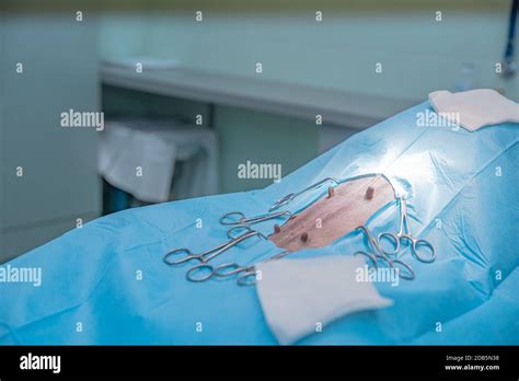 dog ready for abdominal surgery in a veterinary surgery department Stock Photo - Alamy