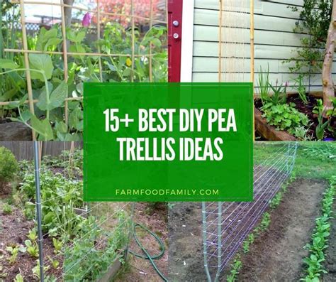 15+ Brilliant DIY Pea Trellis Ideas & Designs For Your Garden | Pea trellis, Diy garden trellis ...