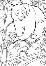 Free & Easy To Print Panda Coloring Pages  Tulamama sketch template